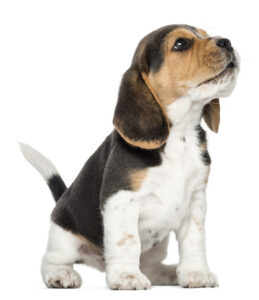 Beagle-(Puppy)