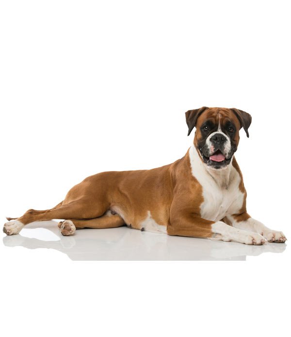 Boxer-(Adult)