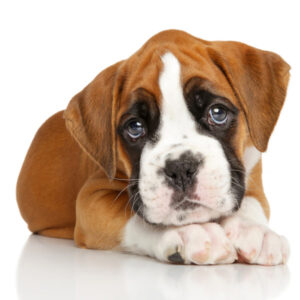 Boxer-(Puppy)