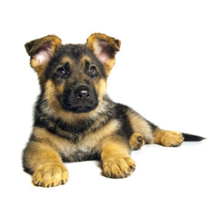 German-Shepherd-Puppy