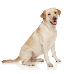Labrador-Retriever-(Adult)-1