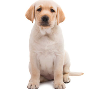 Labrador-Retriever-Puppy-1