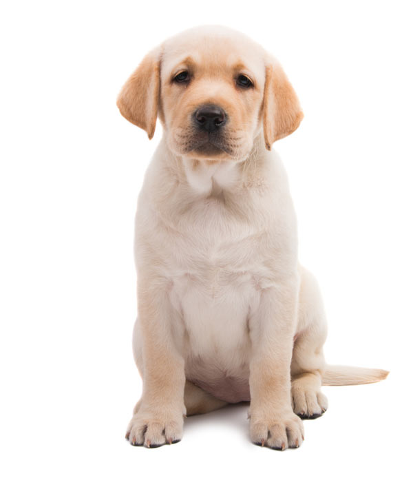 Labrador-Retriever-Puppy-1