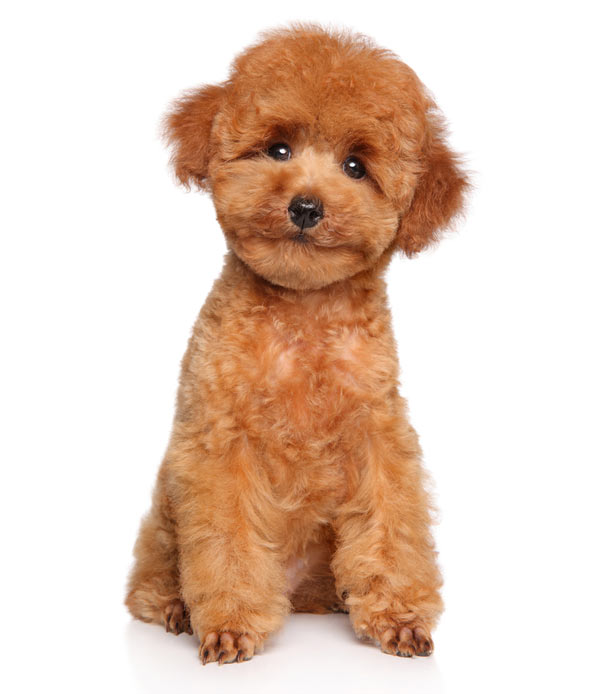 Miniature-Poodle-(Puppy)-1