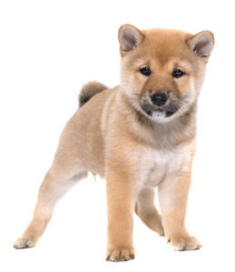 Shiba-Inu-(Puppy)-1