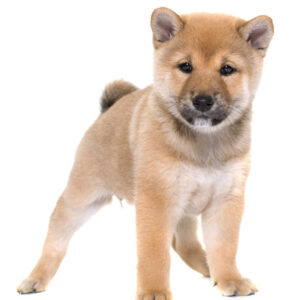 Shiba-Inu-(Puppy)-1