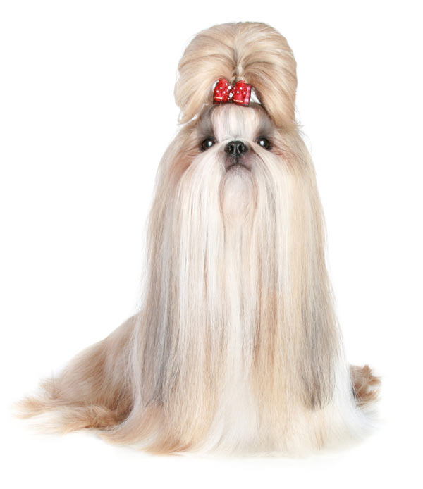 Shih-Tzu-with-Top-Knot-(Adult)-1