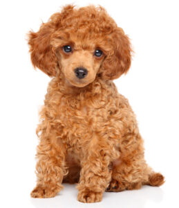Toy-Poodle-2-(Puppy)-1