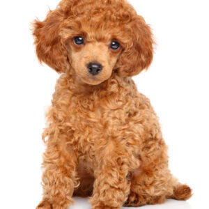 Toy-Poodle-2-(Puppy)-1