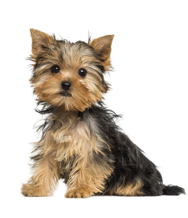 Yorkshire-Terrier-(Puppy)-1