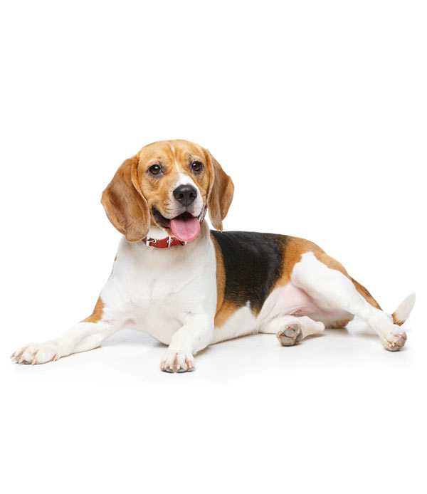 Beagle-(Adult)
