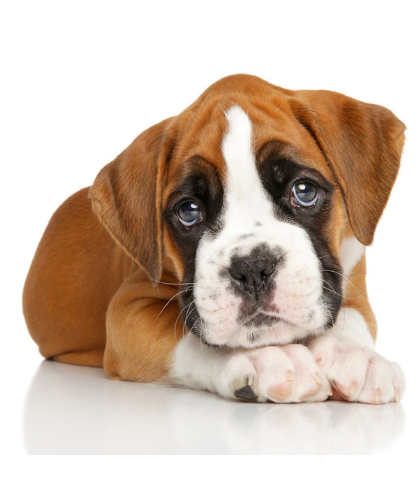 Boxer-(Puppy)