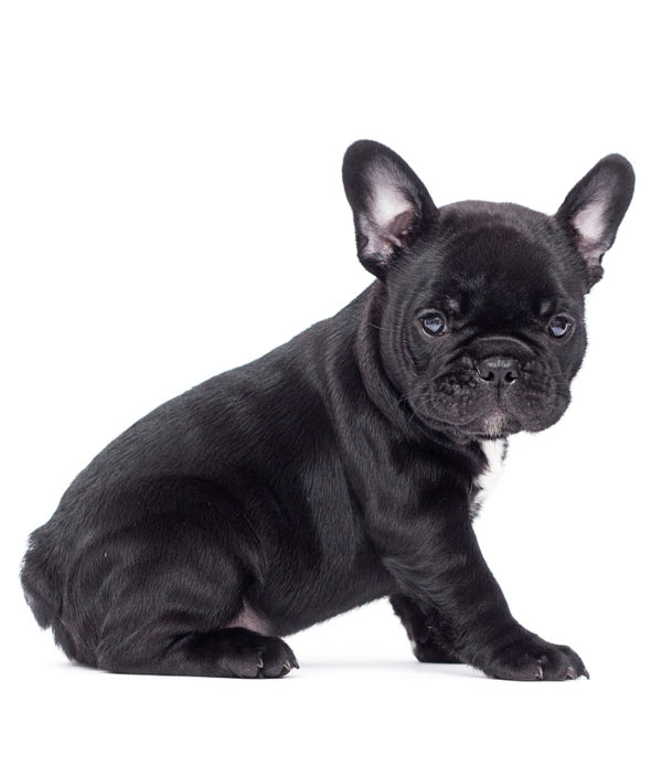 French-Bulldog-(Puppy)-1