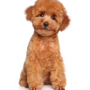 Miniature-Poodle-(Puppy)-1