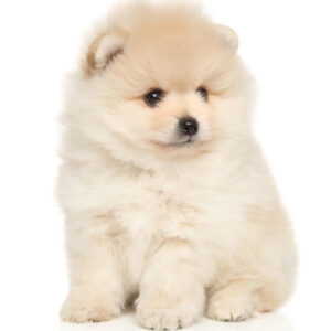 Pomeranian-(Puppy)-1