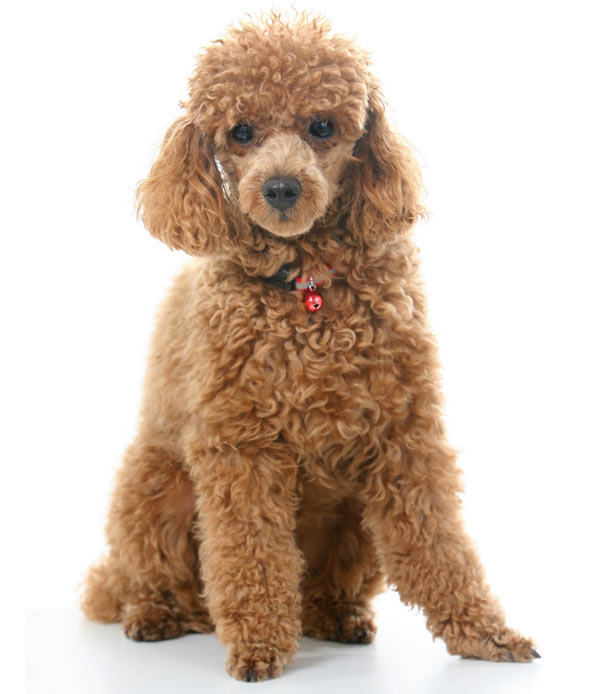 Toy-Poodle-2-(Adult)-1
