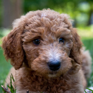 Goldendoodle-(Puppy)-1